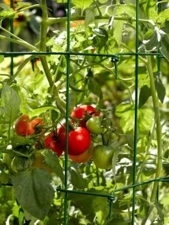 Tomato Cages, Set Of 4 12 Tomato Cages, Set Of 4 -Outdoor Garden Care Shop 34182 588 tif