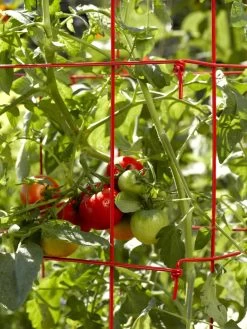 Tomato Cages, Set Of 4 11 Tomato Cages, Set Of 4 -Outdoor Garden Care Shop 34182 592