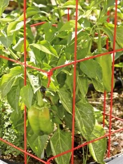 Pepper And Eggplant Cages, Set Of 3 12 Pepper And Eggplant Cages, Set Of 3 -Outdoor Garden Care Shop 37464 567 tif