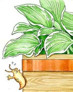 Copper Slug Tape 7 Copper Slug Tape -Outdoor Garden Care Shop 38 994 b