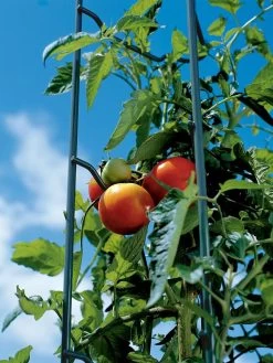 Tomato Ladders, Set Of 3 12 Tomato Ladders, Set Of 3 -Outdoor Garden Care Shop 38184 003E tif