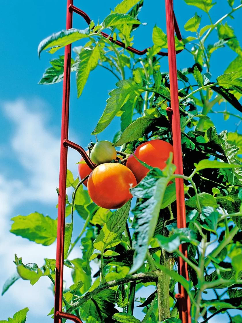 Tomato Ladders, Set Of 3 8 Tomato Ladders, Set Of 3 - Image 6