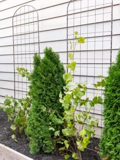 Jardin Flower Trellis -Outdoor Garden Care Shop 38689 6002 tif