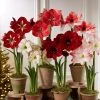 Premium Amaryllis Bulb -Outdoor Garden Care Shop 39 733 2021 04 tif