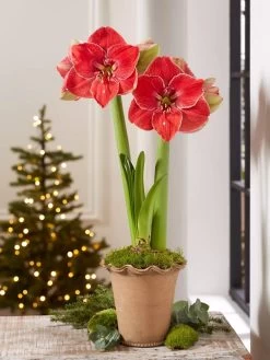 Premium Amaryllis Bulb -Outdoor Garden Care Shop 39 733 MagicalTouch 2021 10 tif