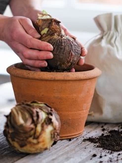 Amaryllis Planting Kit -Outdoor Garden Care Shop 39 733 bagged 2020 05000