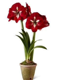 Premium Amaryllis Bulb -Outdoor Garden Care Shop 39733 2020 2002 silo tif