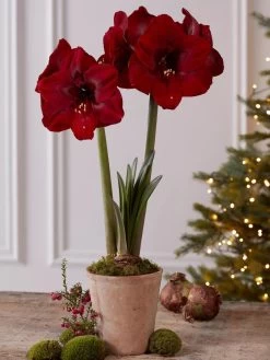 Premium Amaryllis Bulb -Outdoor Garden Care Shop 39733 2020 2004 tif