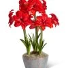 Double Delicious Potted Amaryllis Trio -Outdoor Garden Care Shop 3 4 crop 8612757 2385 double delicious potted amaryllis trio