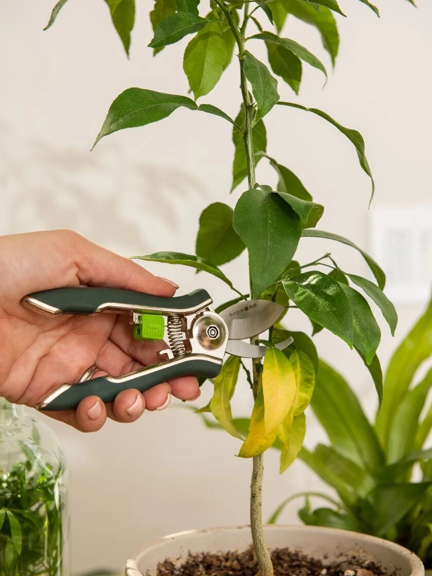 Houseplant Pruner 3 Houseplant Pruner