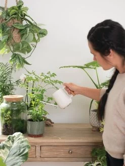 Pinpoint Indoor Watering Can 15 Pinpoint Indoor Watering Can -Outdoor Garden Care Shop 3 4 crop 8612963 3774