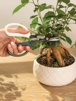 Japanese Pruning Scisssors -Outdoor Garden Care Shop 3 4 crop 8612968 0087