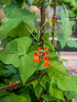 Jardin Tower -Outdoor Garden Care Shop 3 4 crop 8612997 0059