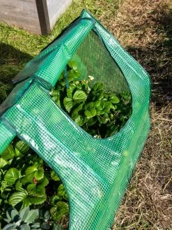 Multi Cloche -Outdoor Garden Care Shop 3 4 crop 8613213 0240