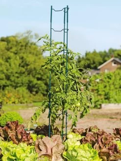 Stacking Tomato Ladders, Set Of 6 9 Stacking Tomato Ladders, Set Of 6 -Outdoor Garden Care Shop 40309 100 tif