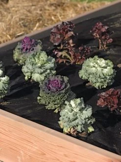 Easy-Plant Weed Block Mulch -Outdoor Garden Care Shop 40356 219 tif