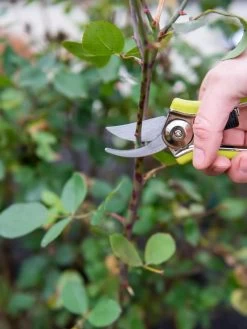 Pocket Pruners -Outdoor Garden Care Shop 8586314 027 tif