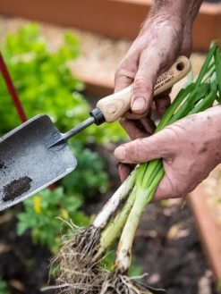 Gardener's Lifetime Trowel -Outdoor Garden Care Shop 8586972 3286 tif