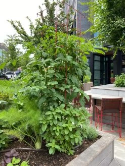 Tomato Towers, Set Of 2 -Outdoor Garden Care Shop 8587041 01IN tif