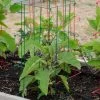 Pepper And Eggplant Cages, Set Of 3 2 Pepper And Eggplant Cages, Set Of 3 -Outdoor Garden Care Shop 8587048 1073 tif