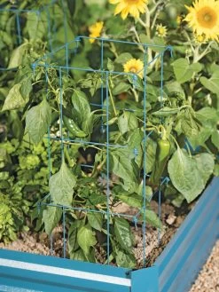 Pepper And Eggplant Cages, Set Of 3 10 Pepper And Eggplant Cages, Set Of 3 -Outdoor Garden Care Shop 8587048 9792 tif