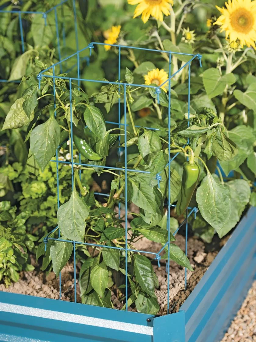 Pepper And Eggplant Cages, Set Of 3 5 Pepper And Eggplant Cages, Set Of 3 - Image 3