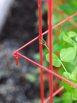 Tall Expandable Pea Trellis -Outdoor Garden Care Shop 8587061 010 tif