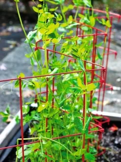 Expandable Pea Trellis -Outdoor Garden Care Shop 8587061 100 tif