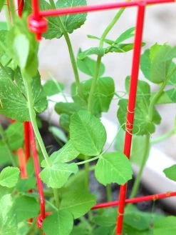 Tall Expandable Pea Trellis -Outdoor Garden Care Shop 8587061 101 tif 1