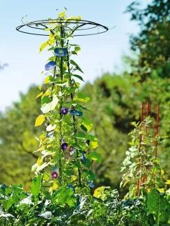 Essex Tuteur, 78" 13 Essex Tuteur, 78" -Outdoor Garden Care Shop 8587861 5028 tif