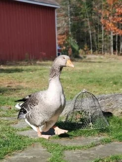 Chicken Wire Cloche 16 Chicken Wire Cloche -Outdoor Garden Care Shop 8590210 01IN tif