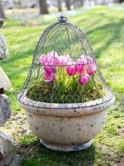 Chicken Wire Cloche 15 Chicken Wire Cloche -Outdoor Garden Care Shop 8590210 021 tif