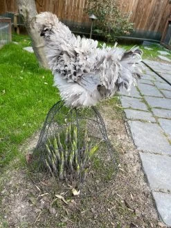 Chicken Wire Cloche 17 Chicken Wire Cloche -Outdoor Garden Care Shop 8590210 02CUST tif