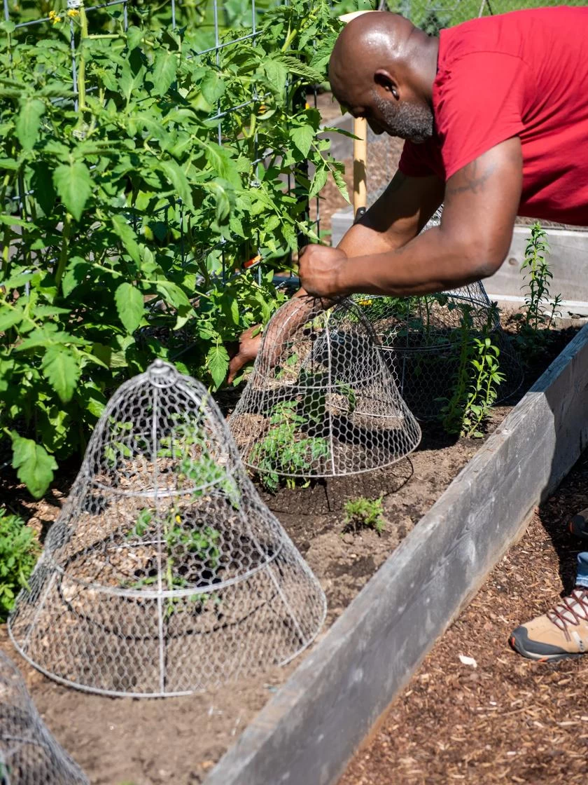 Chicken Wire Cloche With Extension 7 Chicken Wire Cloche With Extension - Image 5