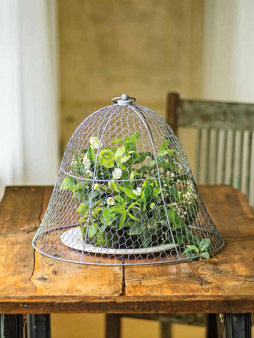 Chicken Wire Cloche 10 Chicken Wire Cloche - Image 8