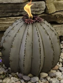 Desert Steel Golden Barrel Cactus Torches -Outdoor Garden Care Shop 8591454 01V tif