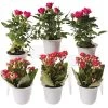 Flowering Terrarium Plant Collection, Set Of 6 2 Flowering Terrarium Plant Collection, Set Of 6 -Outdoor Garden Care Shop 8591772 3594 tif