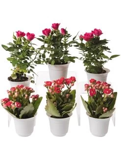 Flowering Terrarium Plant Collection, Set Of 6