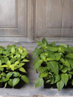 Organic Seed Starting Mix, 6 Quarts -Outdoor Garden Care Shop 8592212 002E tif 1