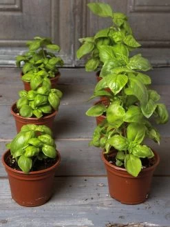 Seed Starting Mix, 9 Qts. -Outdoor Garden Care Shop 8592212 3979 001E tif 4