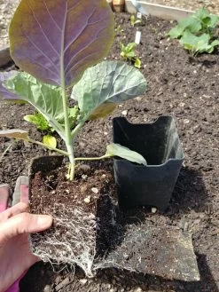 Pop-Out Pots, Set Of 4 11 Pop-Out Pots, Set Of 4 -Outdoor Garden Care Shop 8593943 1357 tif