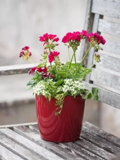 Viva Round Self-Watering Planter, 7" Diameter 8 Viva Round Self-Watering Planter, 7" Diameter -Outdoor Garden Care Shop 8595222 1137 tif