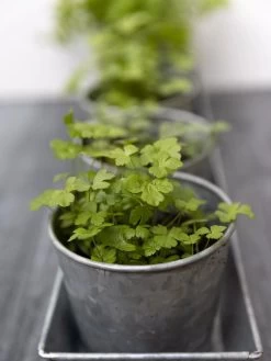 Galvanized Herb Planters With Rectangular Tray -Outdoor Garden Care Shop 8595903 advice 1777 tif