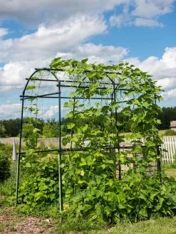 Titan Squash Tunnel 15 Titan Squash Tunnel -Outdoor Garden Care Shop 8596276 0133 tif