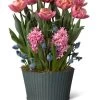 Mother's Day Bloom Bulb Garden 1 Mother's Day Bloom Bulb Garden -Outdoor Garden Care Shop 8597243 MothersDay 2023