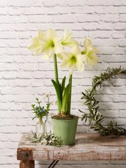 Outdoor Garden Care Shop -Outdoor Garden Care Shop 8597478 2022 lemonstar lemon star potted amaryllis