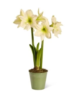 Star Potted Amaryllis 16 Star Potted Amaryllis -Outdoor Garden Care Shop 8597478 2022 lemonstar silo lemon star potted amaryllis
