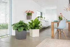 Lechuza® Cube Premium Planters 9 Lechuza® Cube Premium Planters -Outdoor Garden Care Shop 8597506 02V tif