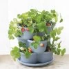 Stacking Strawberry Pot -Outdoor Garden Care Shop 8597996 9004 tif
