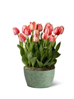 Valentine's Kiss Bulb Garden